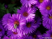 65335CrLe - Asters in our back garden.jpg